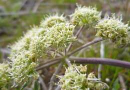 Image of bigseed biscuitroot