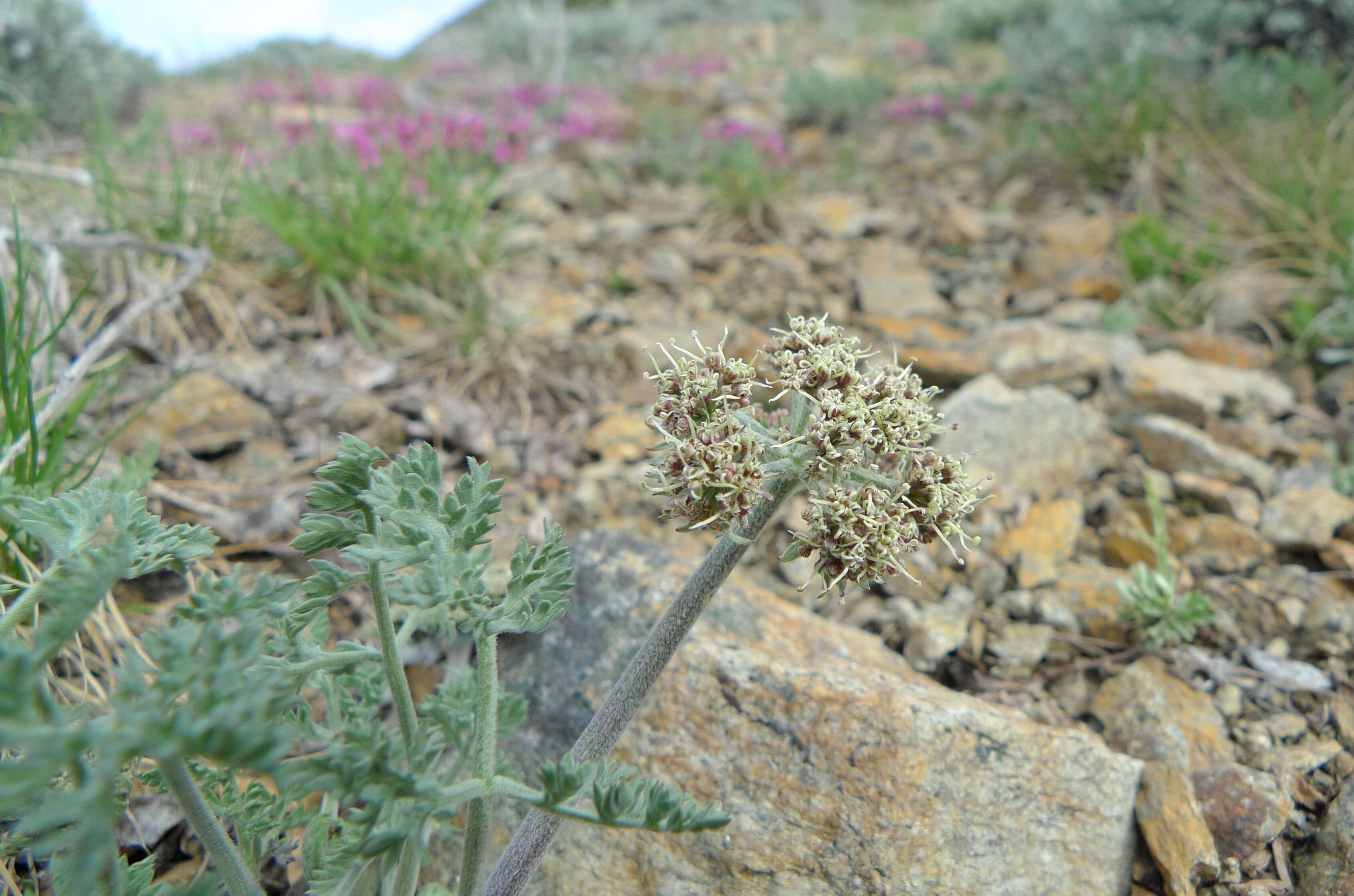 Image of bigseed biscuitroot