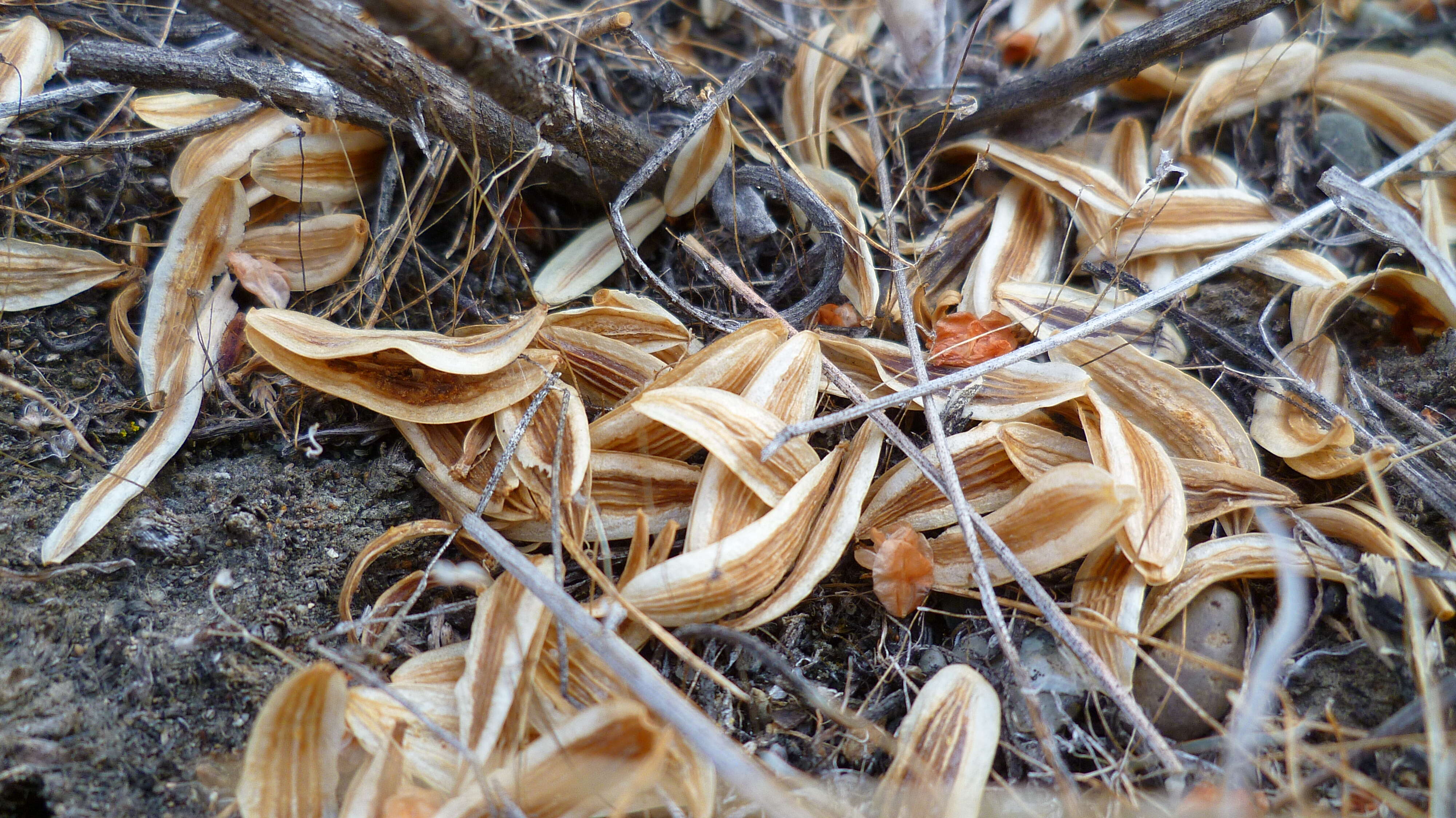 Image of bigseed biscuitroot