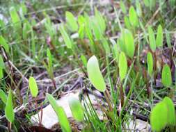 Image of barestem biscuitroot