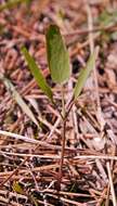 Image of barestem biscuitroot