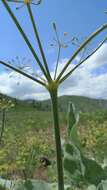 Image of barestem biscuitroot