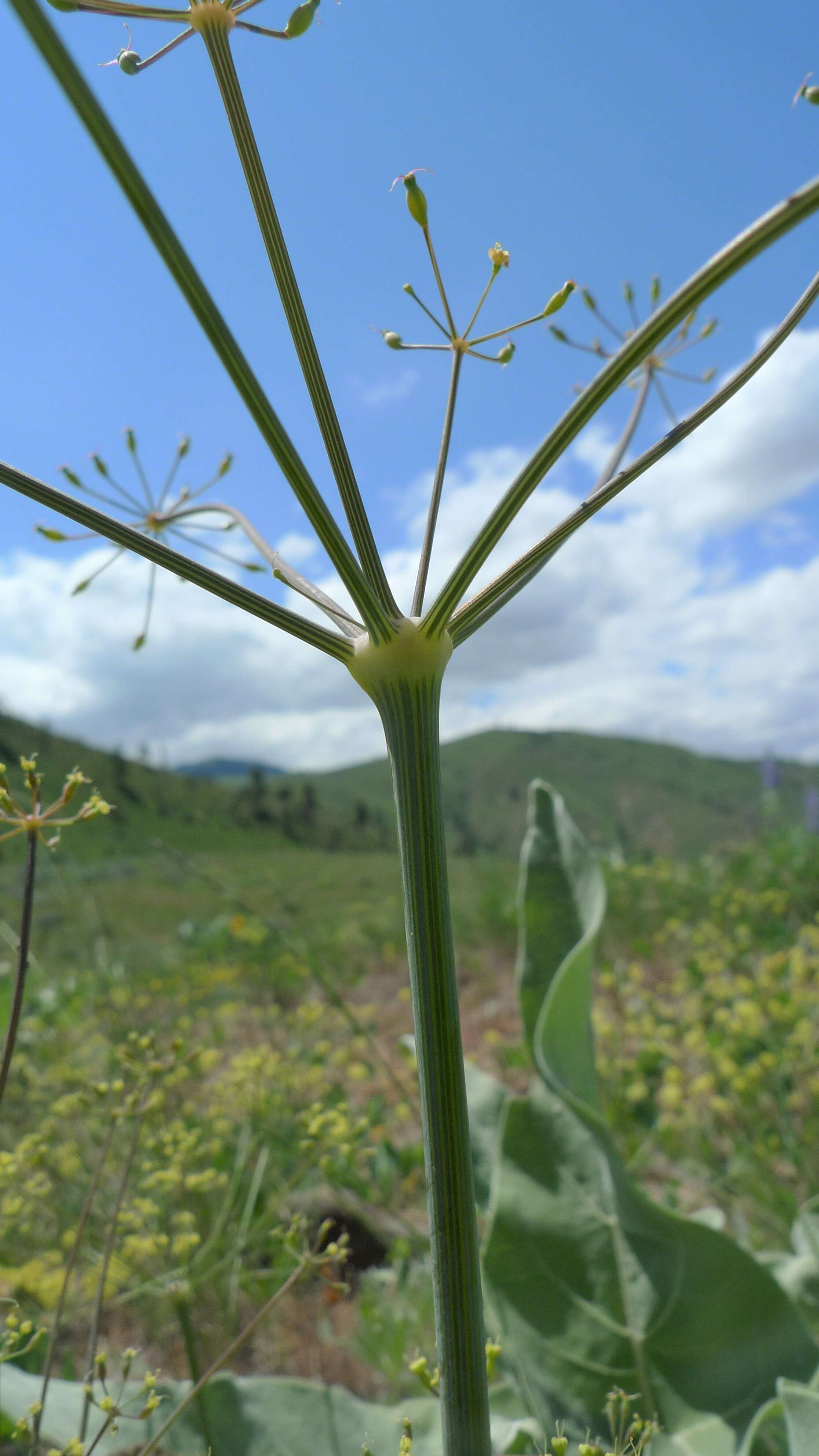 Image of barestem biscuitroot