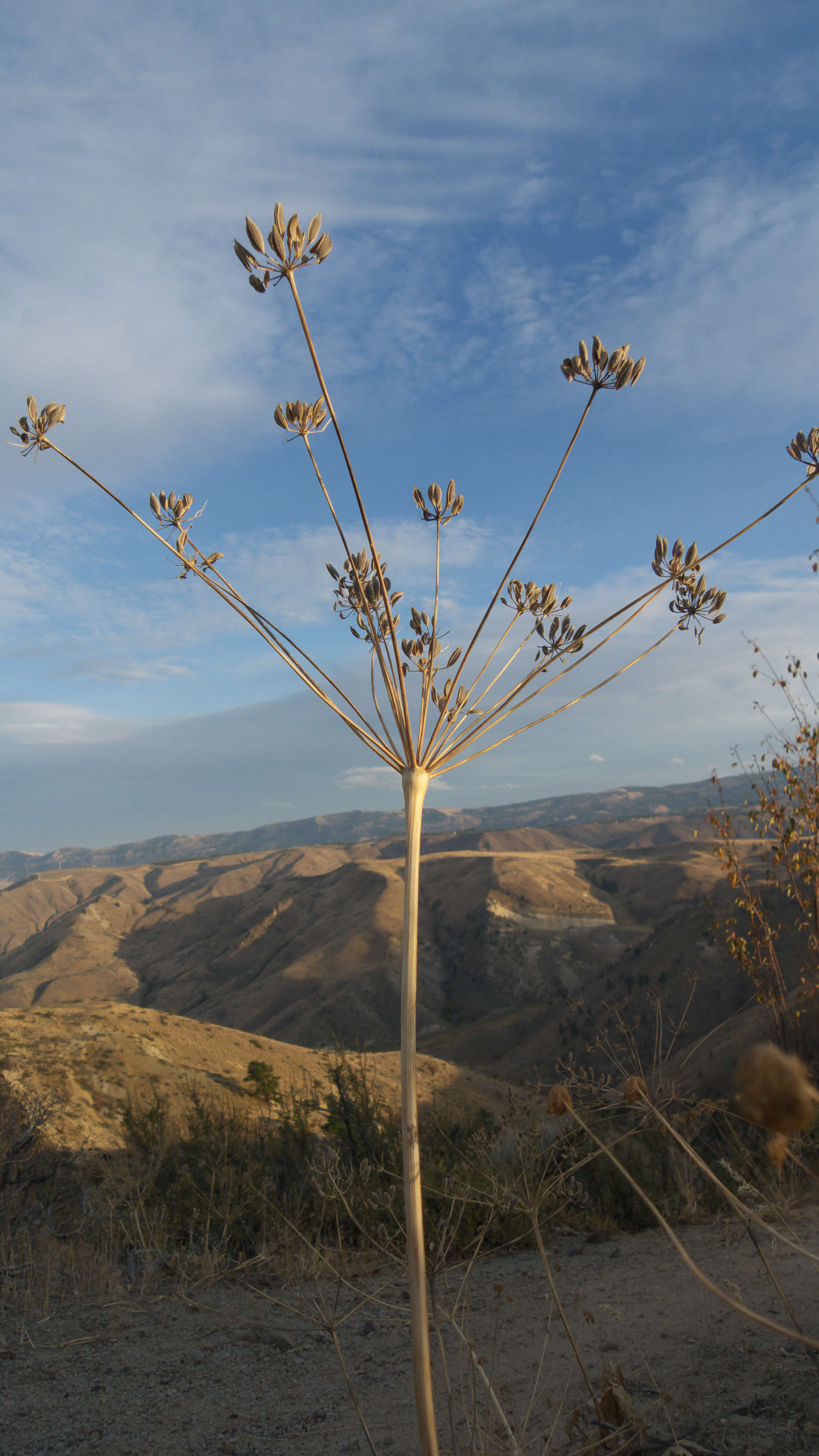 Image of barestem biscuitroot