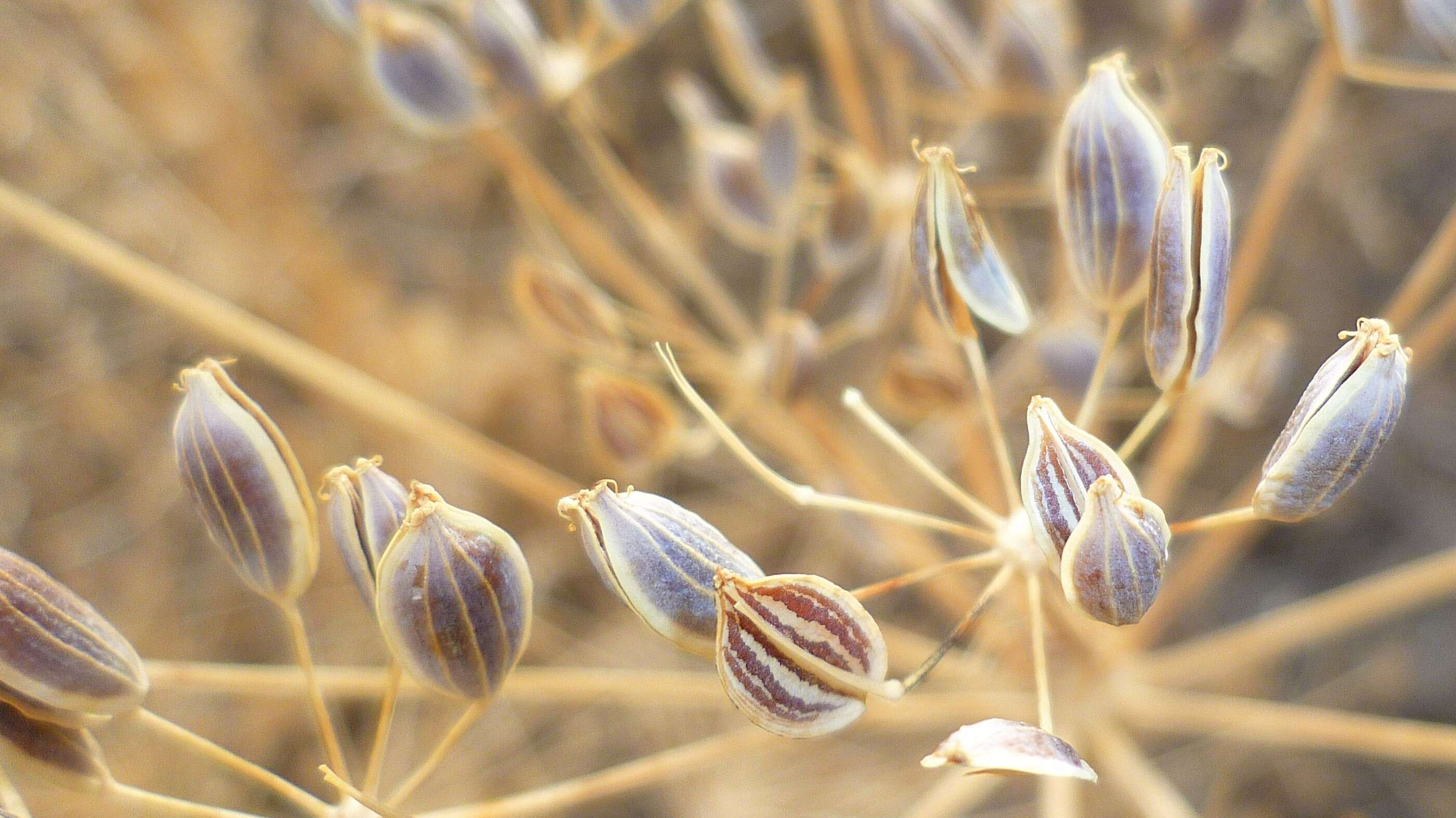 Image of barestem biscuitroot