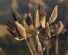 Image of barestem biscuitroot