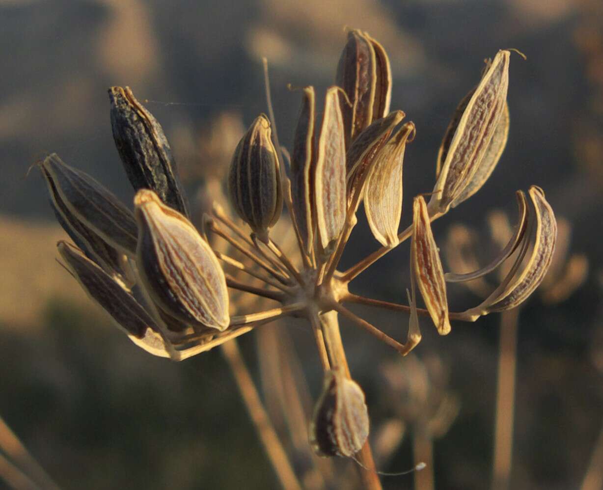 Image of barestem biscuitroot