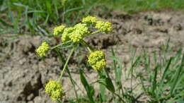 Image of leafy wildparsley