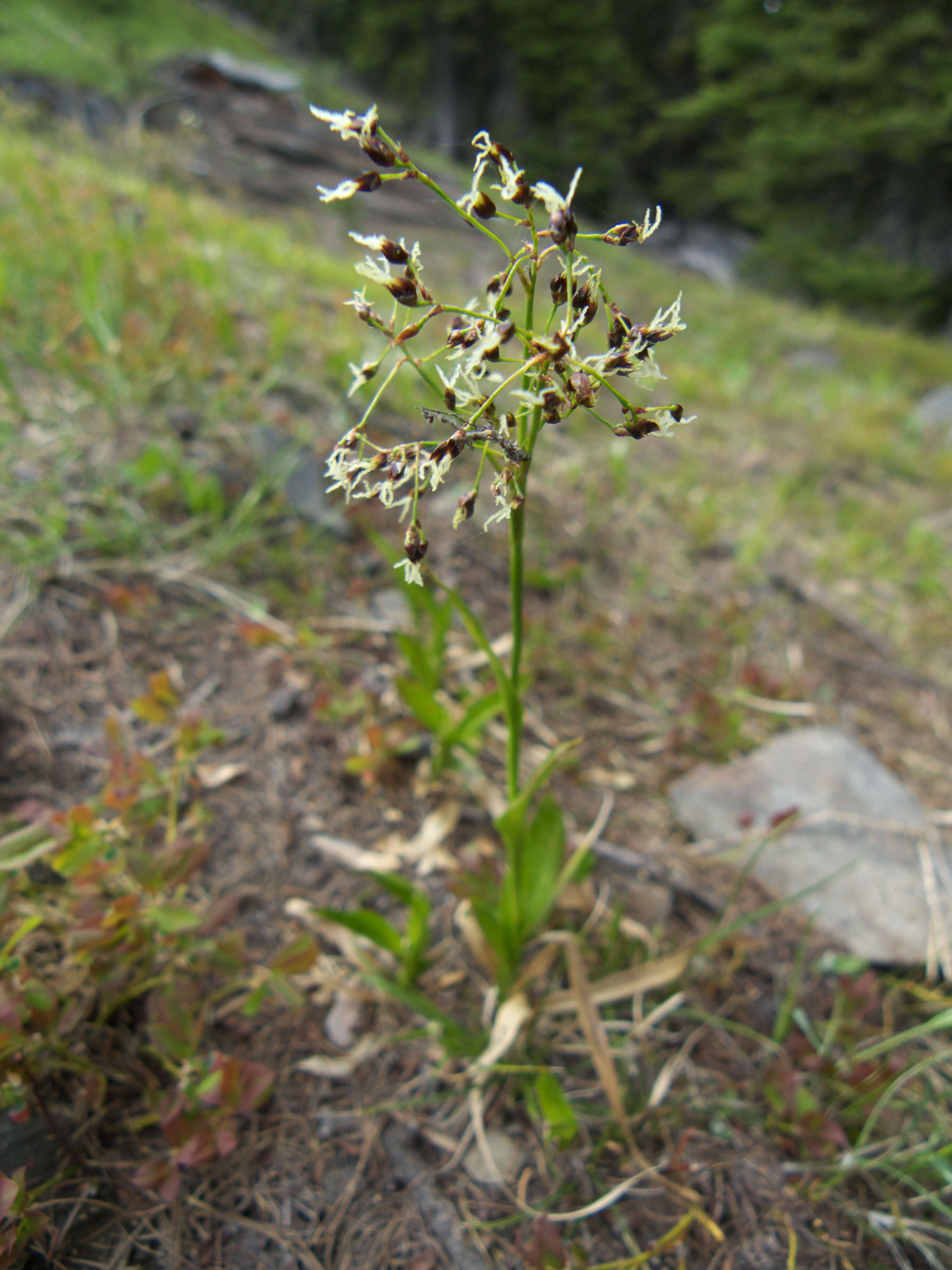 Image de Luzula glabrata (Hoppe) Desv.