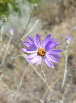 Image of Hoar False Tansy-Aster