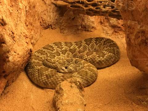 Image of Mohave Rattlesnake