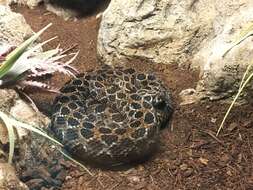 Image of Mexican Lancehead Rattlesnake