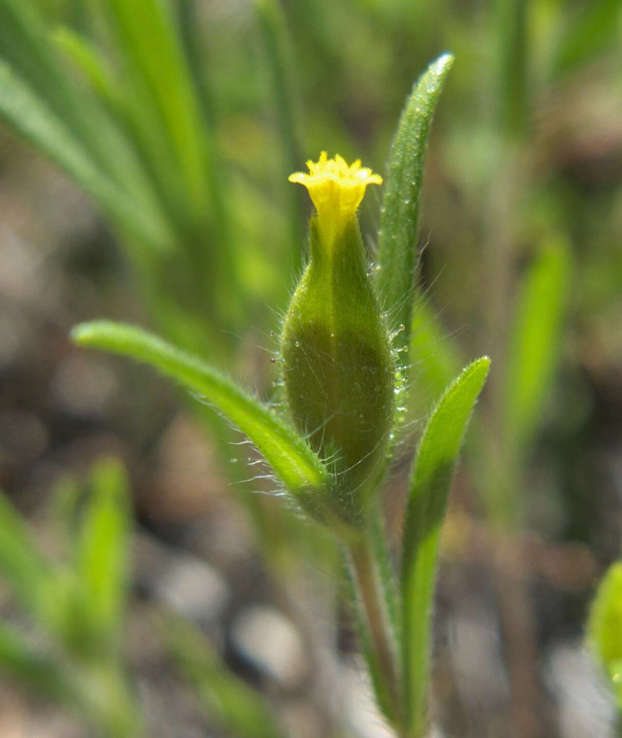 Слика од Madia exigua (Sm.) Greene