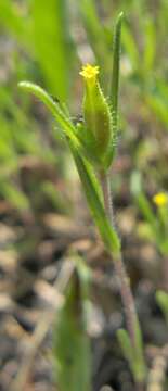 Слика од Madia exigua (Sm.) Greene