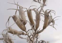 Image of giant blazing star