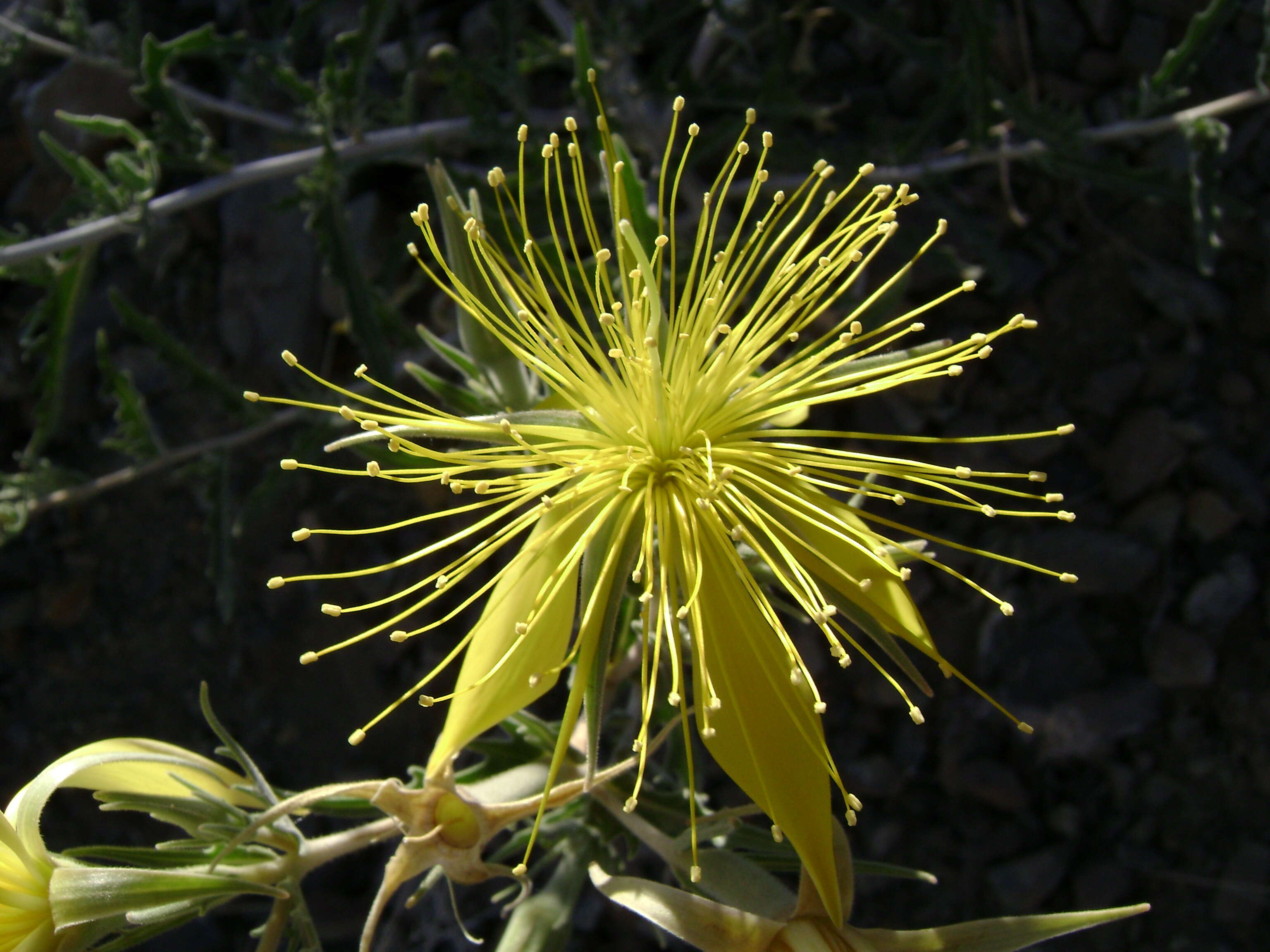 Image of giant blazing star