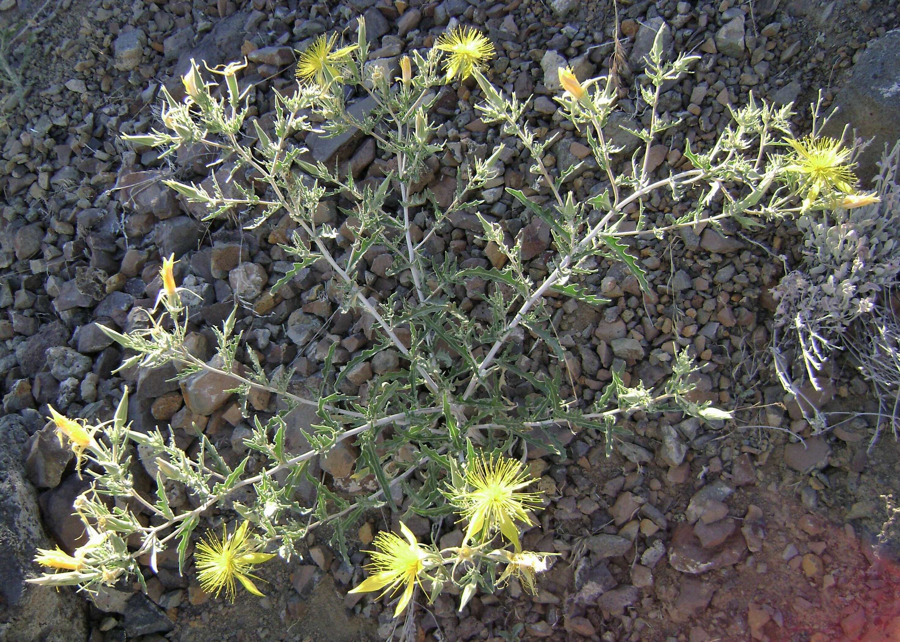 Image of giant blazing star