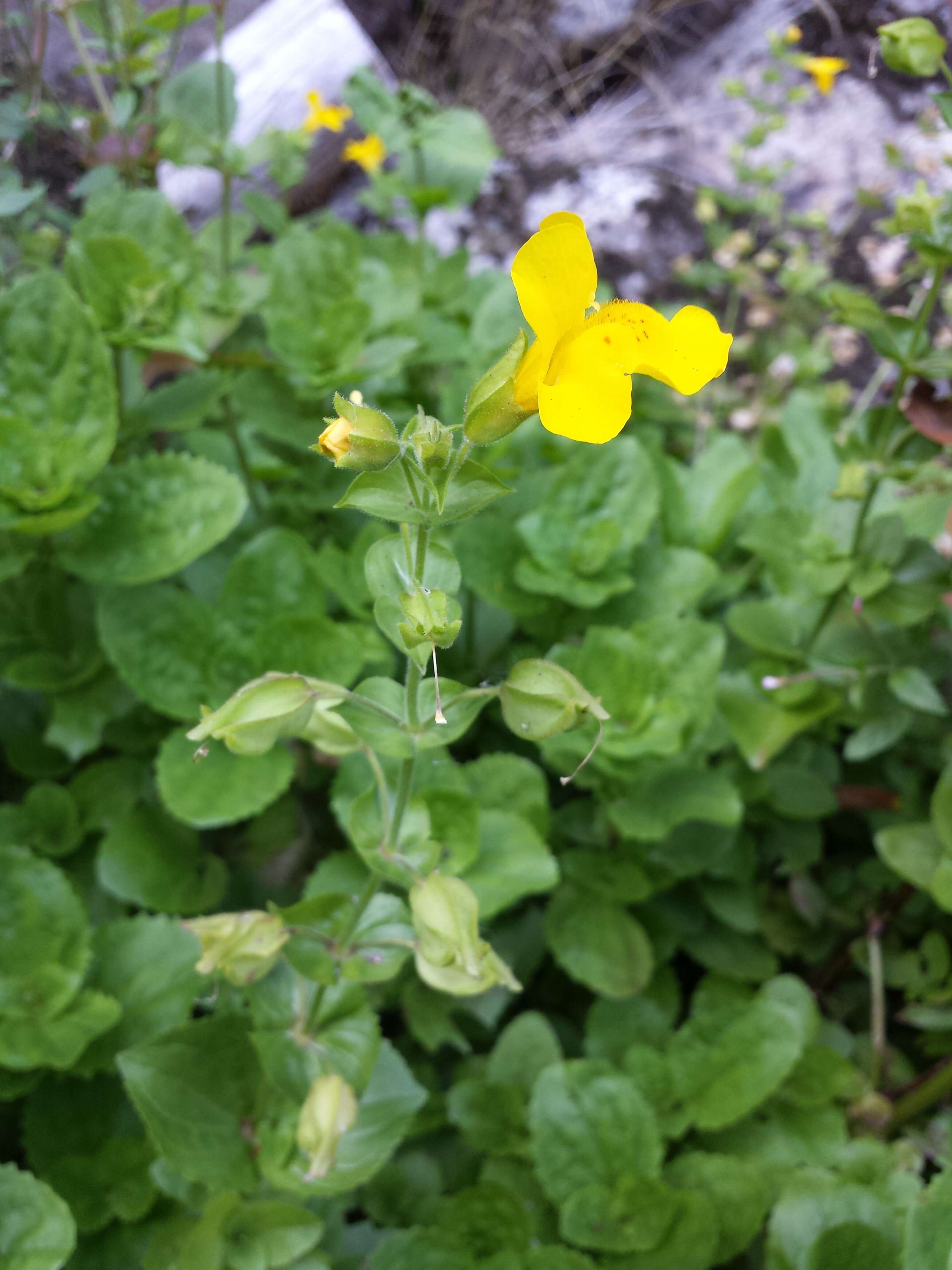 Image of Erythranthe guttata (DC.) G. L. Nesom