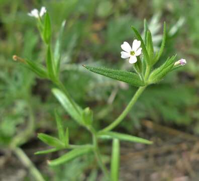 Image of slender phlox