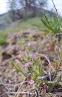 Image of slender phlox