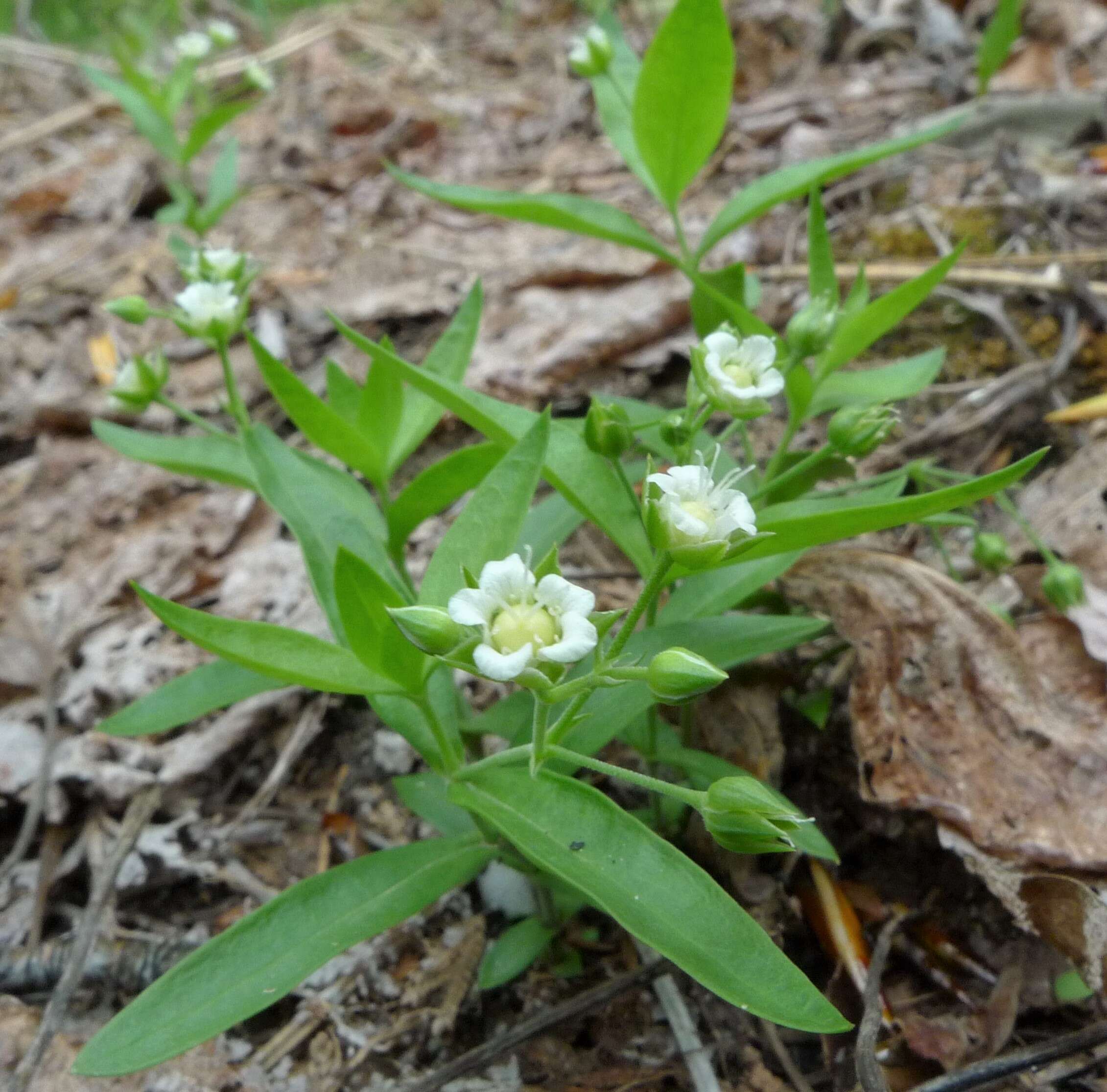 Слика од Moehringia macrophylla (Hook.) Fenzl