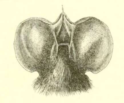 Image of Northern Free-tailed Bat