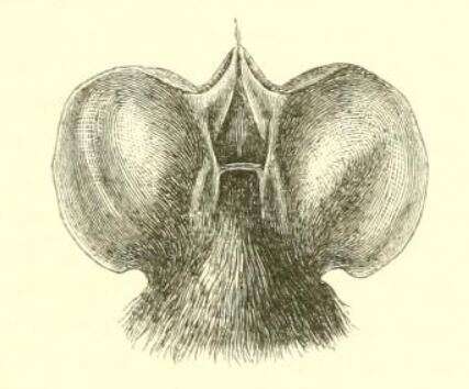 Plancia ëd Chaerephon johorensis (Dobson 1873)
