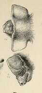 Слика од Mormopterus jugularis (Peters 1865)