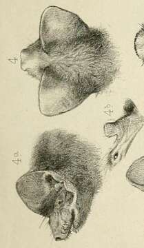 Слика од Mormopterus subgen. Micronomus Troughton 1944