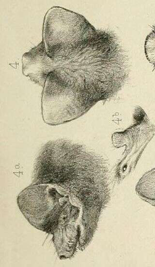 Слика од Mormopterus norfolkensis (Gray 1840)
