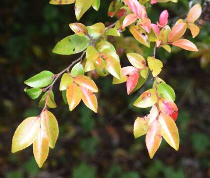 Imagem de Camellia lutchuensis Ito ex Ito & Matsum.