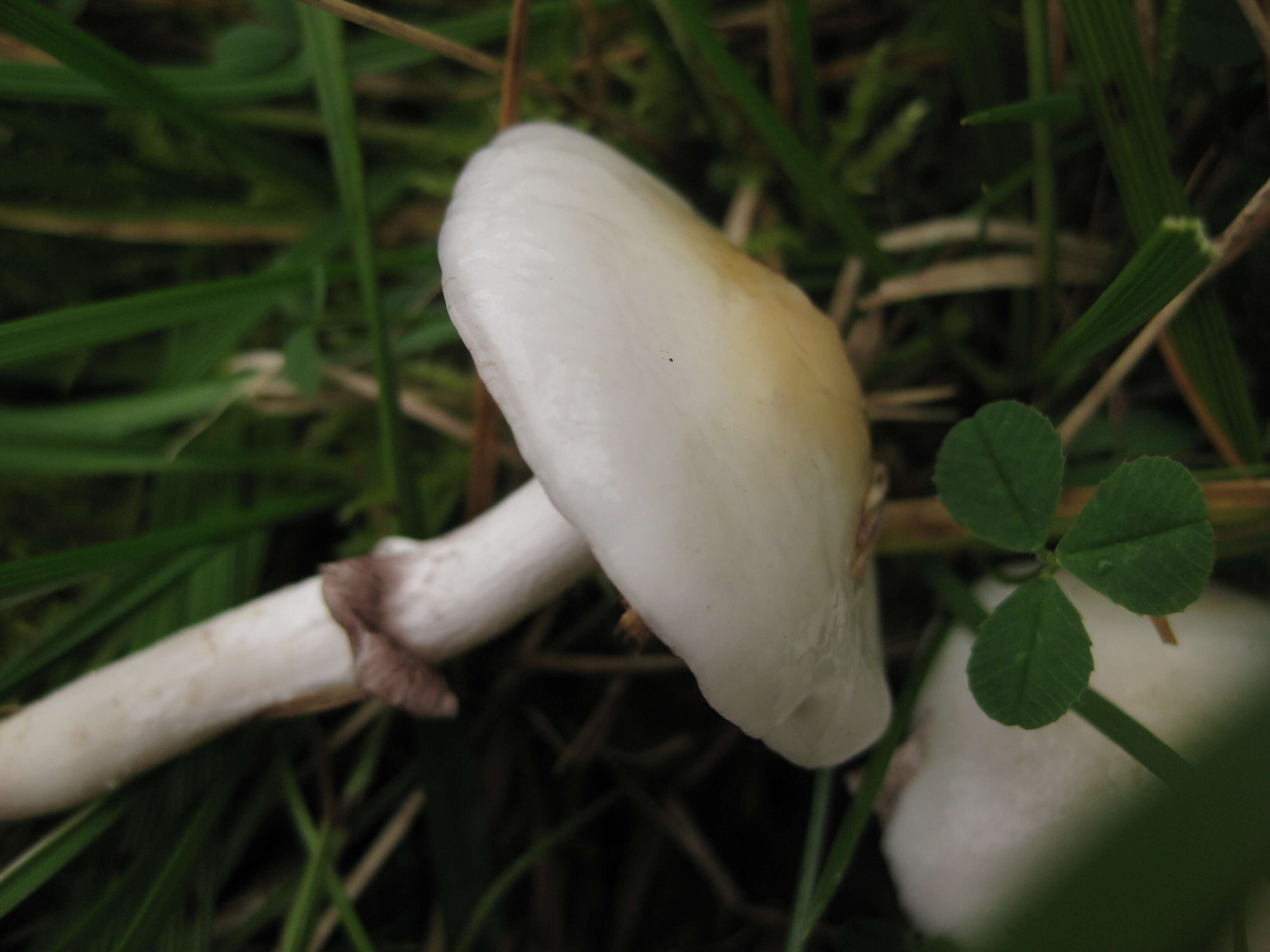 Imagem de Stropharia albonitens (Fr.) Quél. 1875