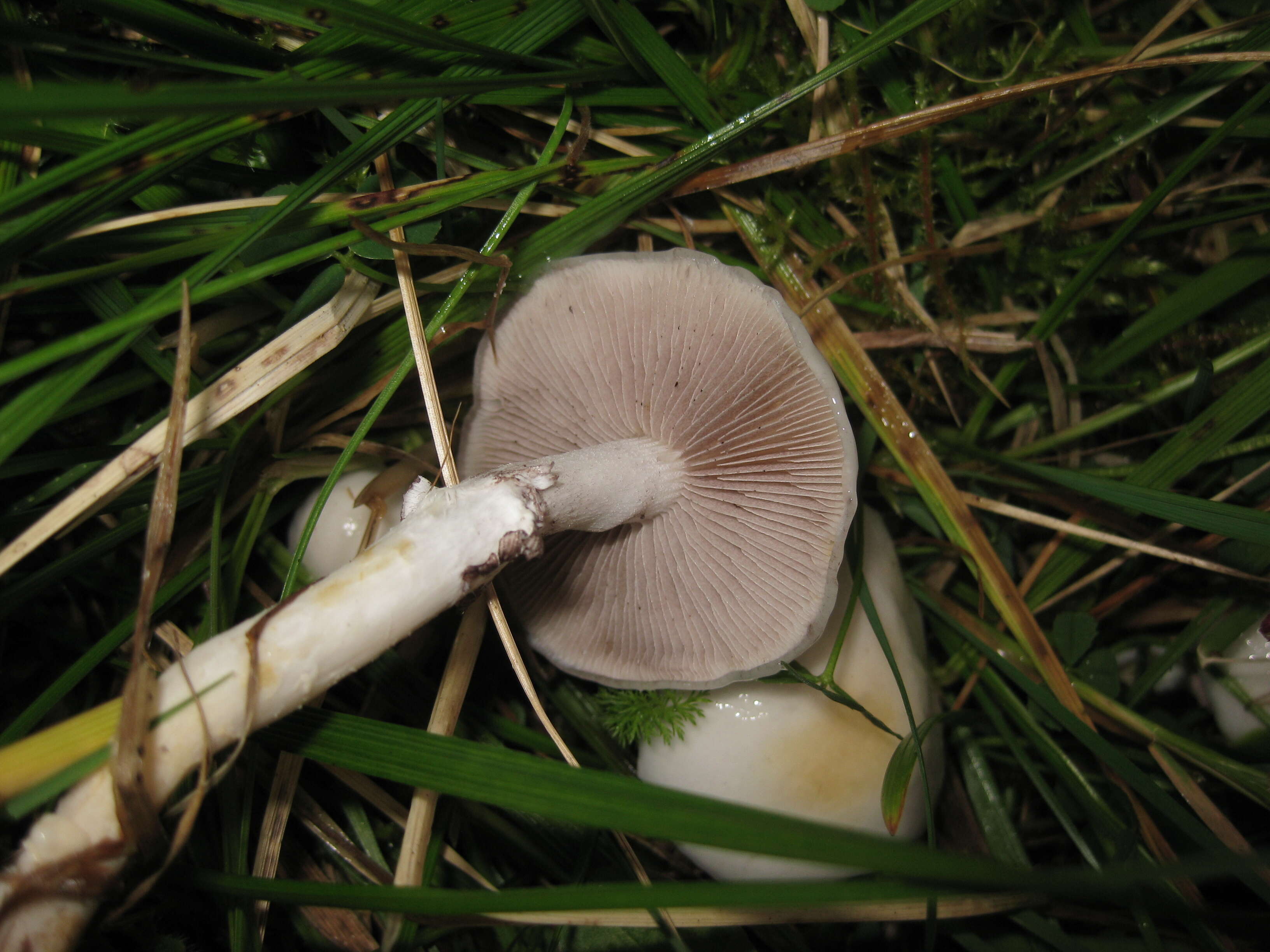 Imagem de Stropharia albonitens (Fr.) Quél. 1875