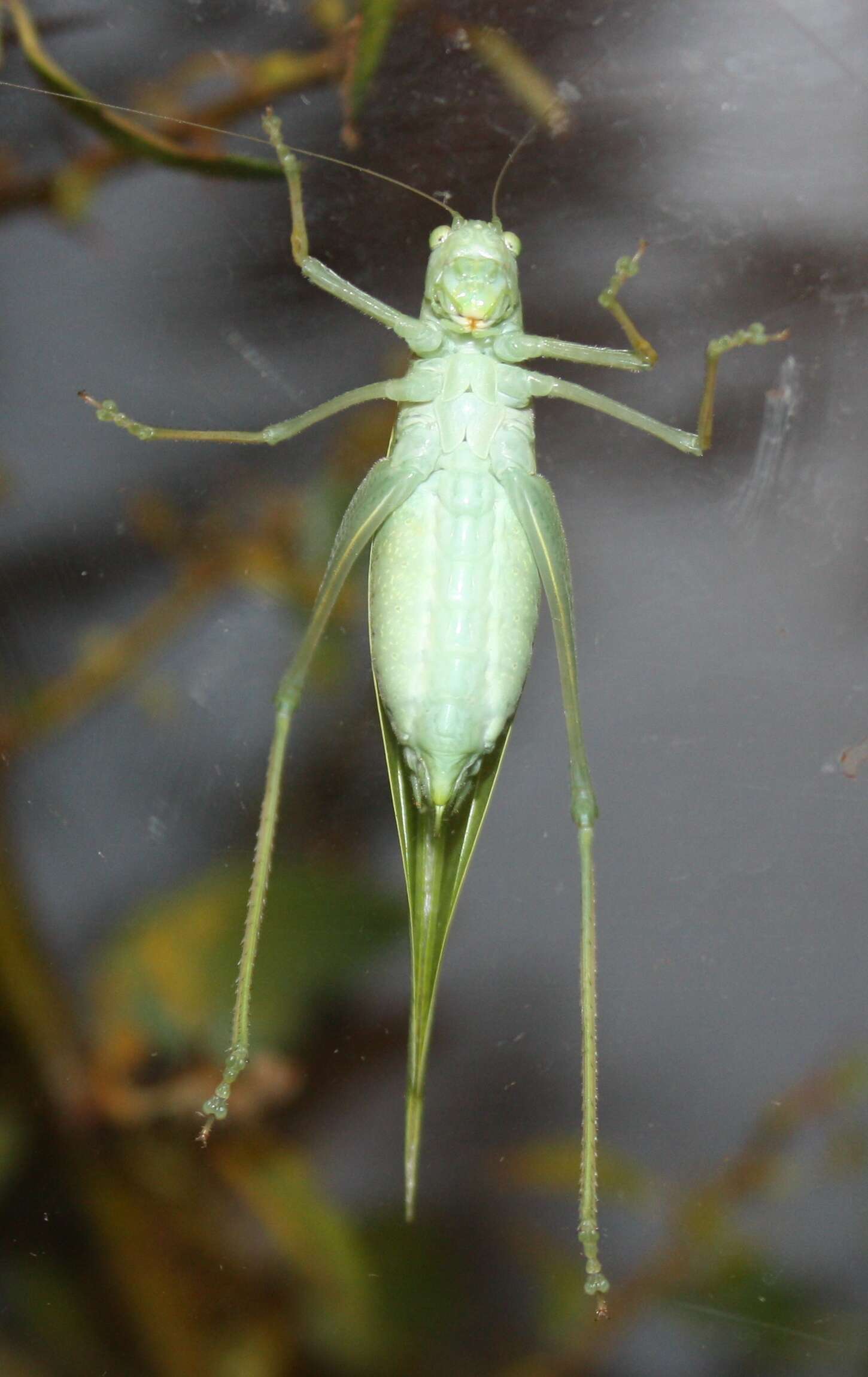 Plancia ëd Microcentrum retinerve (Burmeister & H. 1838)