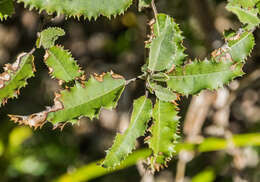 Olearia ilicifolia Hook. fil. resmi