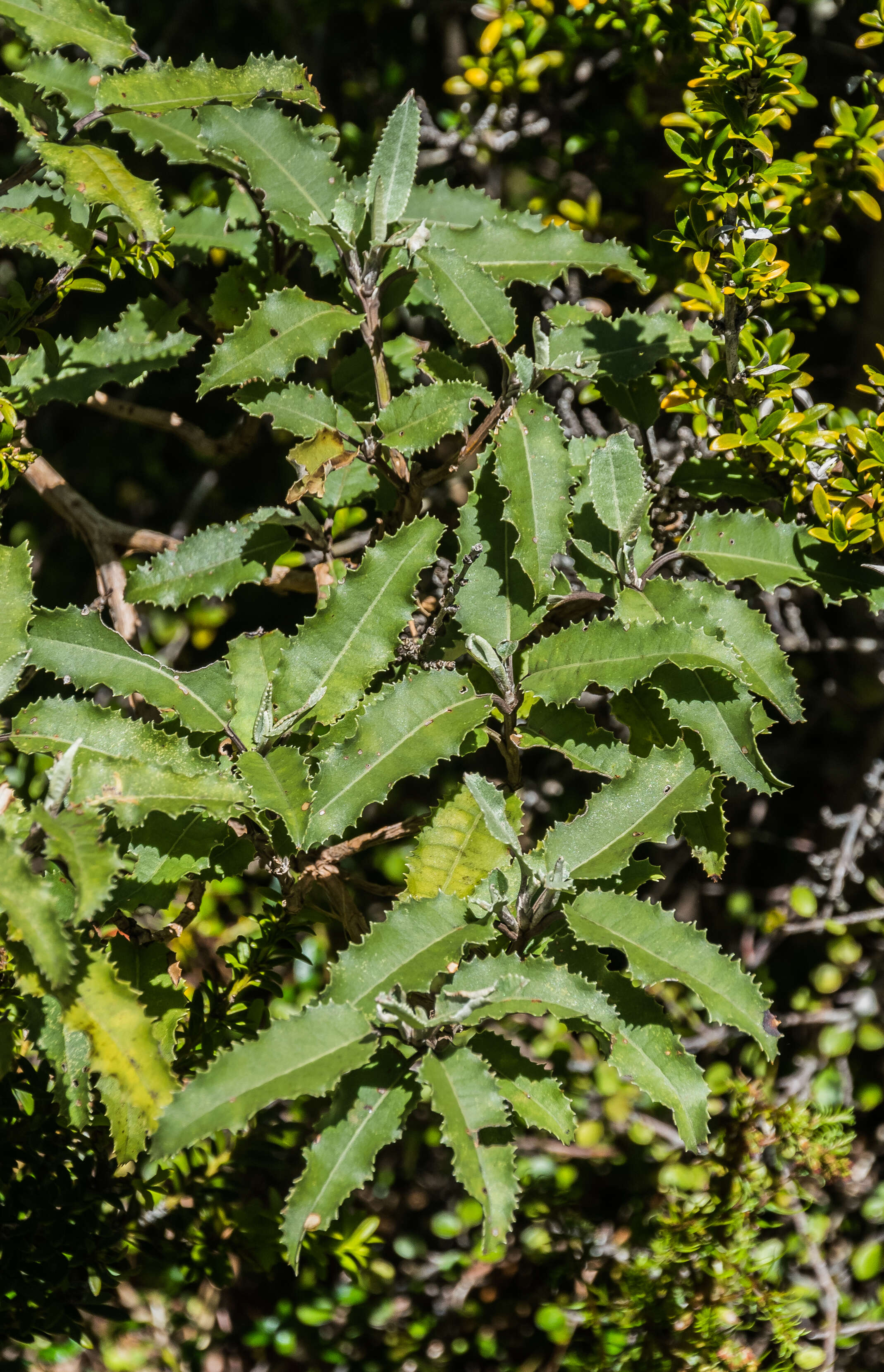 Olearia ilicifolia Hook. fil. resmi