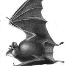 Image of Broad-eared Horseshoe Bat