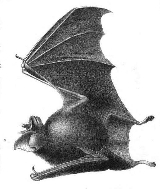 Слика од Rhinolophus euryotis Temminck 1835