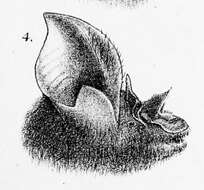 Image of Large-eared Horseshoe Bat