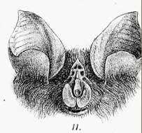 Image of Cape Horseshoe Bat