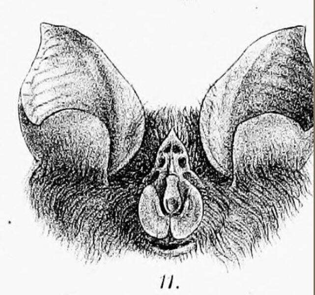 Слика од Rhinolophus capensis Lichtenstein 1823