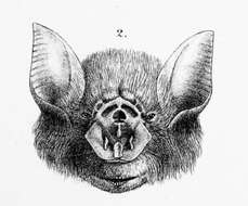 صورة Rhinonicteris aurantia (Gray 1845)