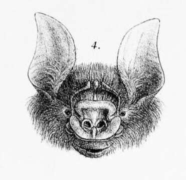 Image of Temminck's Trident Bat