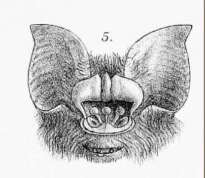 Image of Stoliczka's Asian Trident Bat