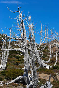 Plancia ëd Athrotaxis cupressoides D. Don