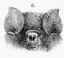 Image of Sooty Leaf-nosed Bat
