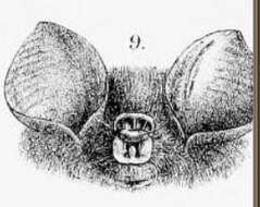 Image de Hipposideros bicolor (Temminck 1834)