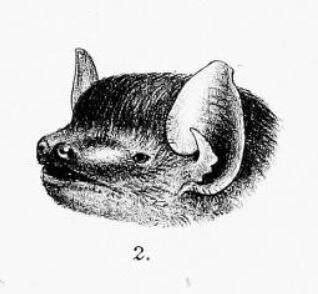 Image of Greater Broad-nosed Bat