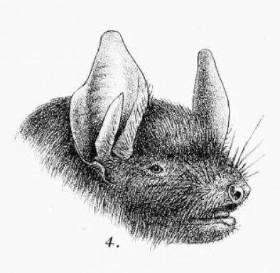 Image of Burmese Whiskered Bat