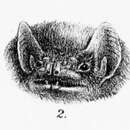 Image of Seychelles Sheath-tailed Bat